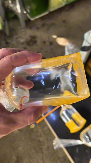 Exploring the Fascinating World of Guppy Fish