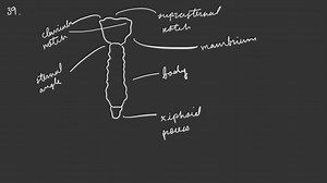 SOLVED:Name the three parts of the sternum. How many ribs attach (directly or indirectly) to each part?