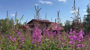 Raney Ranch. Fireweed—nature’s timeline. #RaneyRanch Homestead Rescue Discovery | Marty Raney