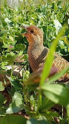 Teetar Call Recording | Gray Partridge Sounds#TeetarCall #PartridgeSounds #BirdRecor #birdcall
