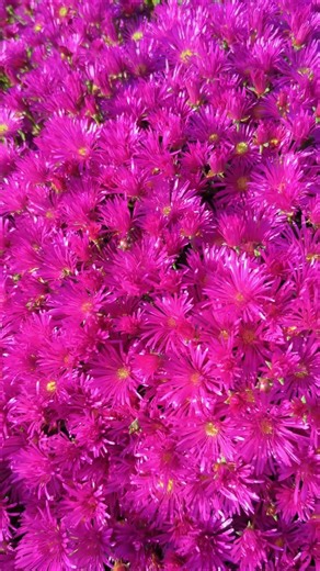 Ice plant (Delosperma cooperi) #iceplant #flowers #beautiful #nature #shortvideo #shorts