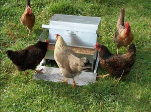 Standard Grandpa Chicken Feeder