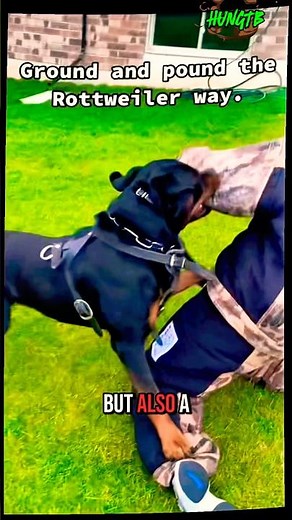 Watch my dog's first REAL protection training session! 🐾