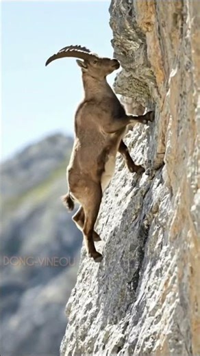 This type of animal is actually capable of climbing cliffs. #animals #wildlife #cute