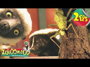 Stinky + Bzzz | Zoboomafoo - Double Feature | Full Episodes 39 + 40