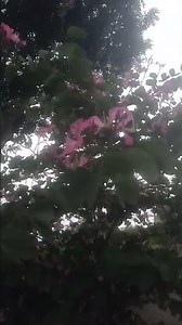 Look at the beauty of Bopha