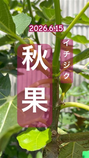 [Lots of figs in the fall] #figs