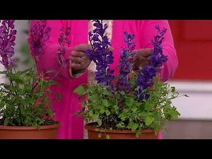 Cottage Farms 4-Piece Hummingbird Mint Live Plants on QVC