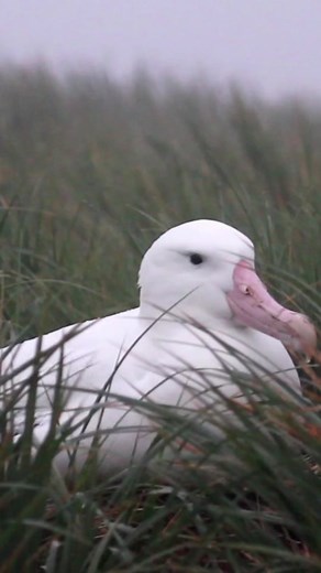 Wandering Albatross: The Bird of the Southern Oceans