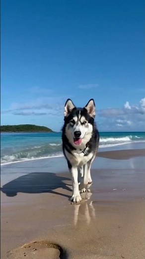Cute Dogs Chilling at the Beach: A Day of Fun in the Sun!