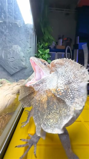 The Mighty FRILLED DRAGON!🐲#frillednecklizard #frilleddragon #lizard #reptiles #animals #pets #fyp