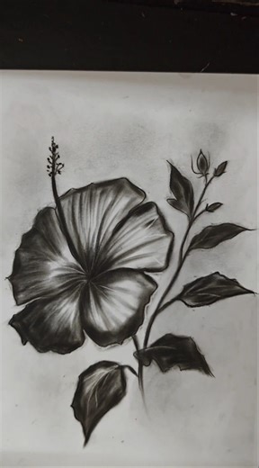 How to draw beautiful Hibiscus Flower Drawing with Charcoal 😍