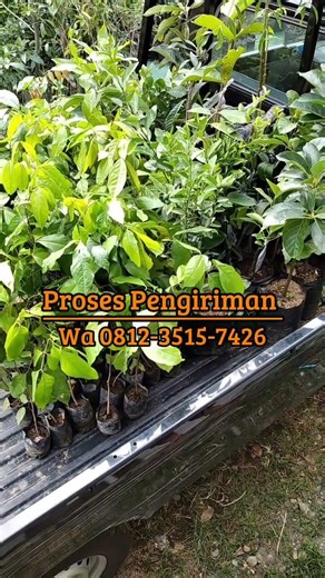 Super Fast-Fruiting and Easy-to-Care-for Lime Seedlings! (Shipping Process)