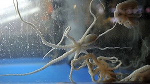 Octopuses Are Marvels To Watch And, For Some, To Eat Alive