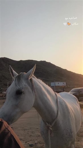 فيديوهات أنشأها Mudar Abu Nizar (@aba_nizar) باستخدام Acharuli Gandagana - Trap Remix Edit - Georgian Folk