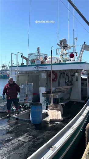 When the boats dock, the fishermen immediately unload their fresh lobster catch for the day