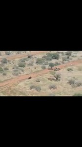 Angry Buffalo on the loose 🐃 Like this page for more Hunting and Wildlife related content. 👍 Dm for credit or removal. | Hunting and wildlife breeding