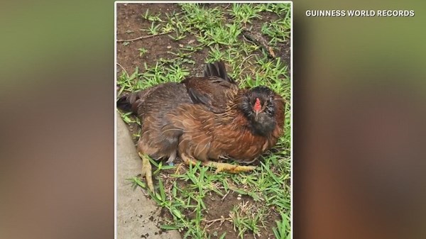 Storm Alert Day, generator safety, and the world's oldest living chicken | Forecasting with Friends