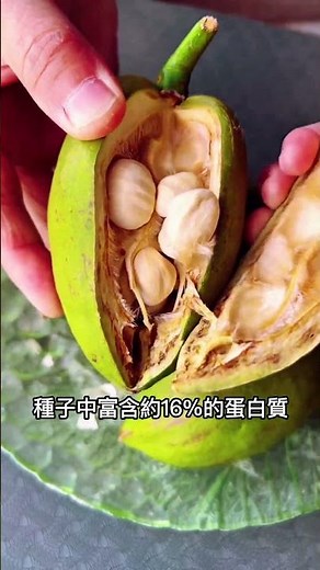 Pachira aquatica is also known as the Money Tree, and its nuts are incredibly nutritious! #foodie...