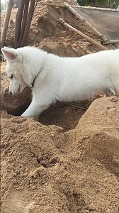 white Husky 💙 #petlover #petshorts #dogshorts #dog #petshub #puppies #puppy #dogs #pets