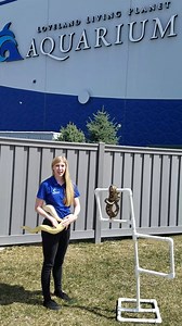 Join Lora for another Fearless Friday where we meet a Ball python and red-tailed boa constrictor as they enjoy some sunlight. These snakes are Ambassador Animals that visit schools and other events to teach people why they don't need to fear all snakes, and why snakes are important to their ecosystem. | The Living Planet Aquarium