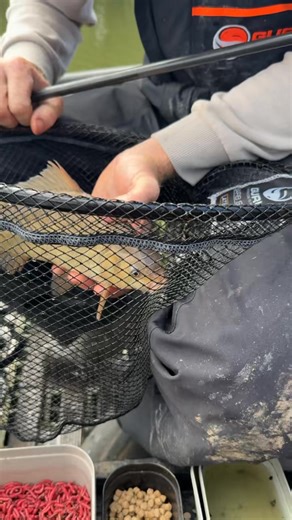 25K views · 305 reactions | F1 PELLET READY RIGS - EXPLAINED ✅ | Tackle Guru | Facebook