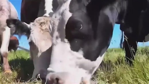 America's beef crisis: Bleak outlook for nation's meat supply