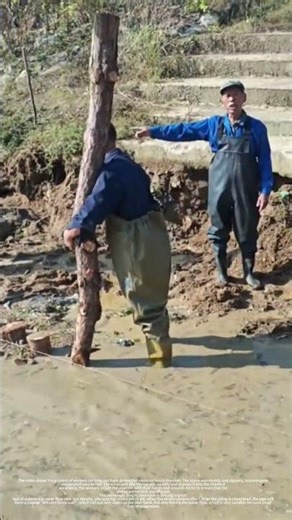 River reinforcement construction site: the whole process of excavator piling and fixing logs