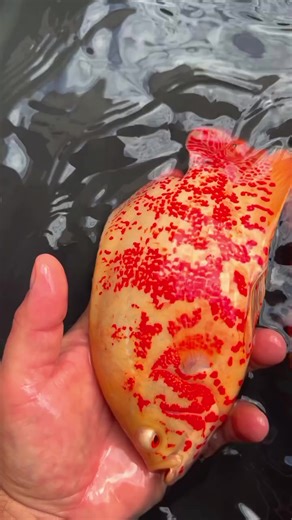 oscar fish #albino #albinooscar #oscar #fishfarm #aquarium