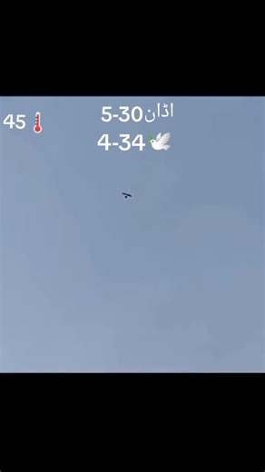 Bird Flying in Clear Blue Sky: A Serene Moment