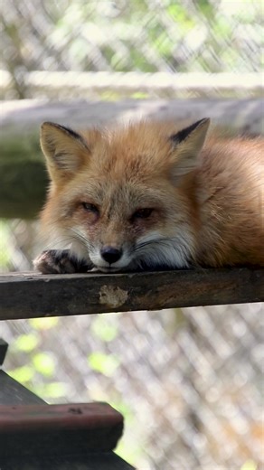 6.8K views · 226 reactions | Carolina Tiger Rescue on Reels | Facebook