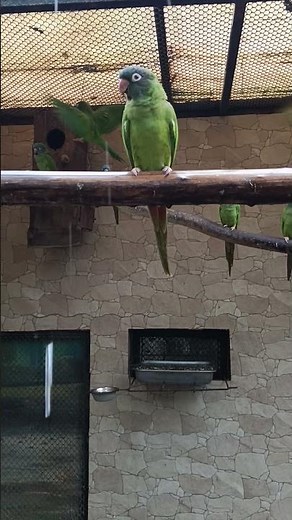 Blue Crowned Conure (Thectochersus acuticaudatus) Kolombia & Argentina