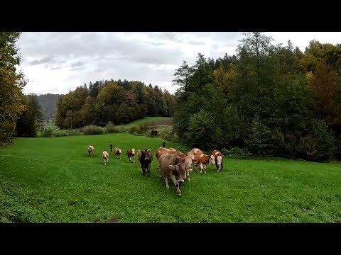 Cows on the Move | Grazing on a Small Dairy Farm