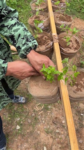 Creative Planting Method: Plastic Cup Garden on Bamboo