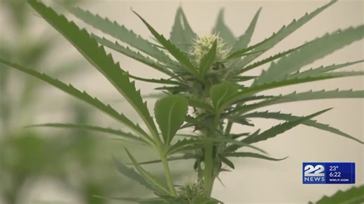 Ballot proposal seeks to reverse marijuana legalization in Massachusetts