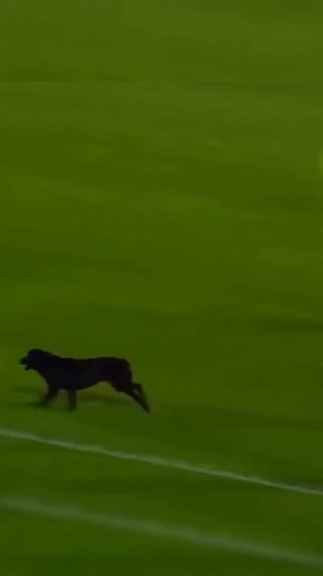 #foot #ball #comedie #rire #drole