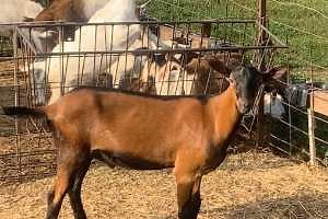 Urinary Calculi in sheep and goats