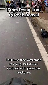 From Dying Tree to Rock Bonsai. #BonsaiOnTheRock #TreeRescue #BonsaiTransformation #YamadoriBonsai #BonsaiArt #BonsaiCare #NatureRevival | Gunawan Nikita