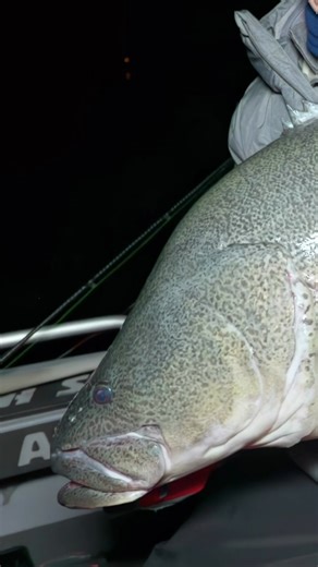 17K views · 102 reactions | Check out this tank of a Murray Cod from Lee Rayner  Watch all the action from his overnight adventure at Eildon on our YouTube channel now - https://bit.ly/4cAvrJO #murraycod #murraycodfishing #eildon #winterfishing #anacondastores | Anaconda Stores | Facebook