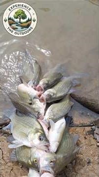 White Bass Spawn Nolin River #fish #outdoors #nature #wildlife #kentucky