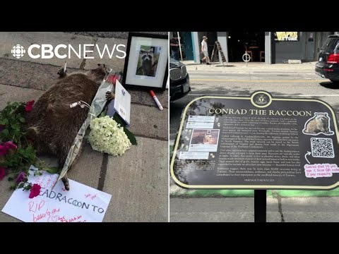 Toronto remembers raccoon whose sidewalk death went viral in 2015