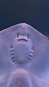 How Stingrays Stings? | Leo Mike