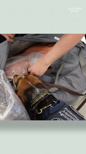 See a K9 beagle's first day back at work after being assaulted by a traveler