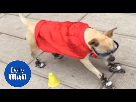 Dog in cape and sunglasses shows off his roller-skating skills