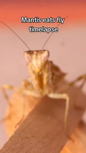 Creobroter sp Yunnan, asian flower mantis #timelapse #zeitraffer #mantisesoftiktok #mantis #creobroter #asianmantis #gottesanbeterin #prayingmantis #flowermantis #reels #reelsviral #reelsinstagram #reelsvideo #trendingnow #reelsvideo #Facebookreelscontest | Carnivorous Plants | Facebook