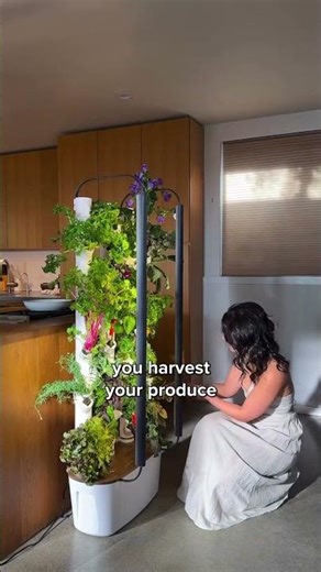 How Do Hydroponic Plants Get Nutrients?