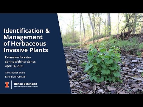 Identification and Management of Herbaceous Invasive Plants