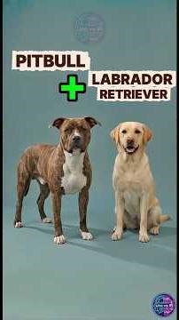 ¿QUÉ PASARÍA SI CRUZAS UN PITBULL Y UN LABRADOR RETRIEVER? #pitbull #labrador #híbrido #perros