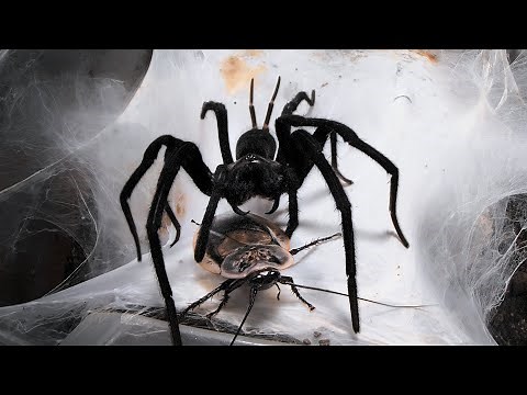 Feeding some Funnel & Curtain Web Spiders 12| large roaches and grubs