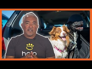 Cesar Millan's Tips for Holiday Driving With Your Dog